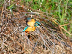 P4800432：カワセミ（オス）_R