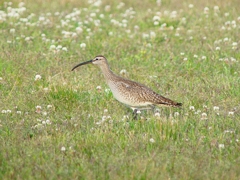 P4080538：チュウシャクシギ_R