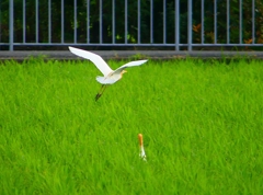 P1050845：アマサギ_R
