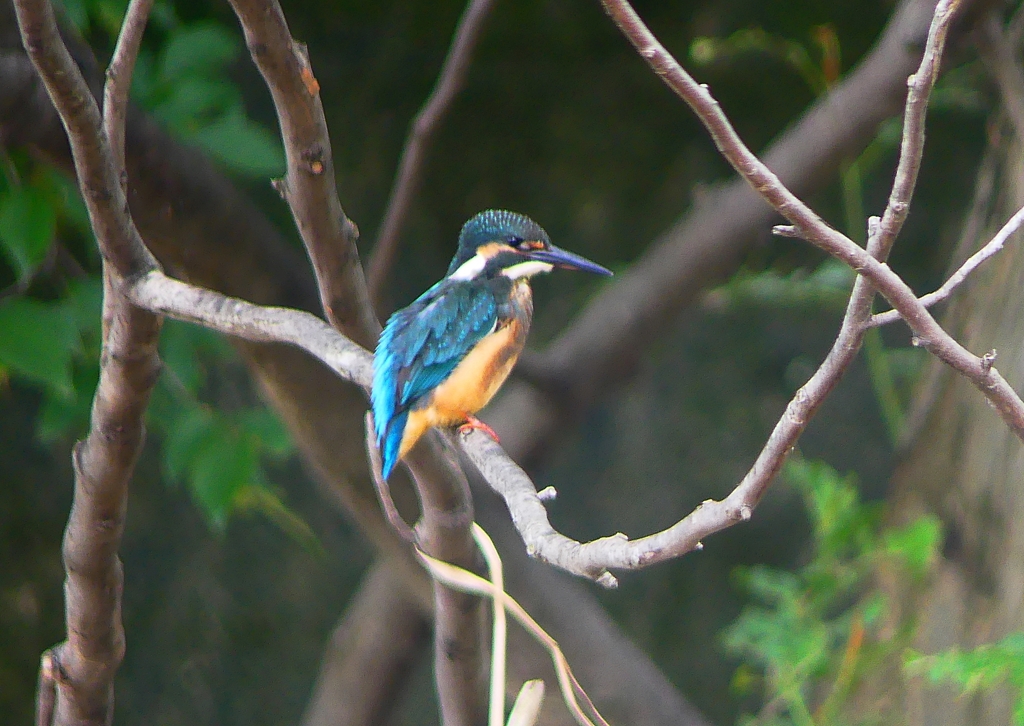 P1020454：カワセミ（オス）_R