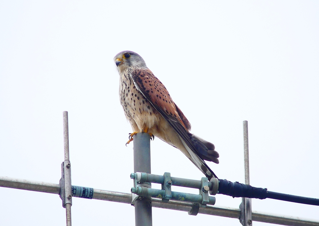 P4910791：チョウゲンボウ_R