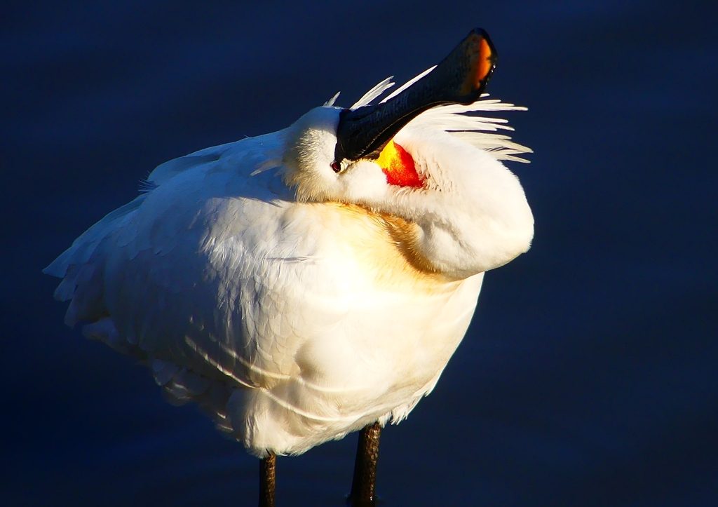 P1690197：ヘラサギ_R
