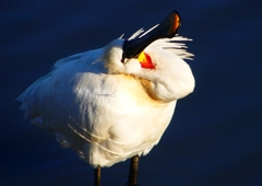 P1690197：ヘラサギ_R