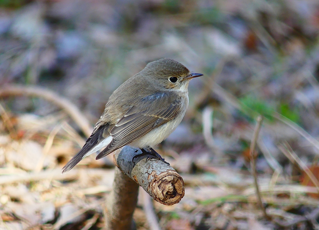 P4620541：ニシオジロビタキ_R