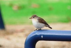 P4690944：ニシオジロビタキ_R