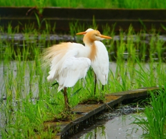P1030101：アマサギ_R
