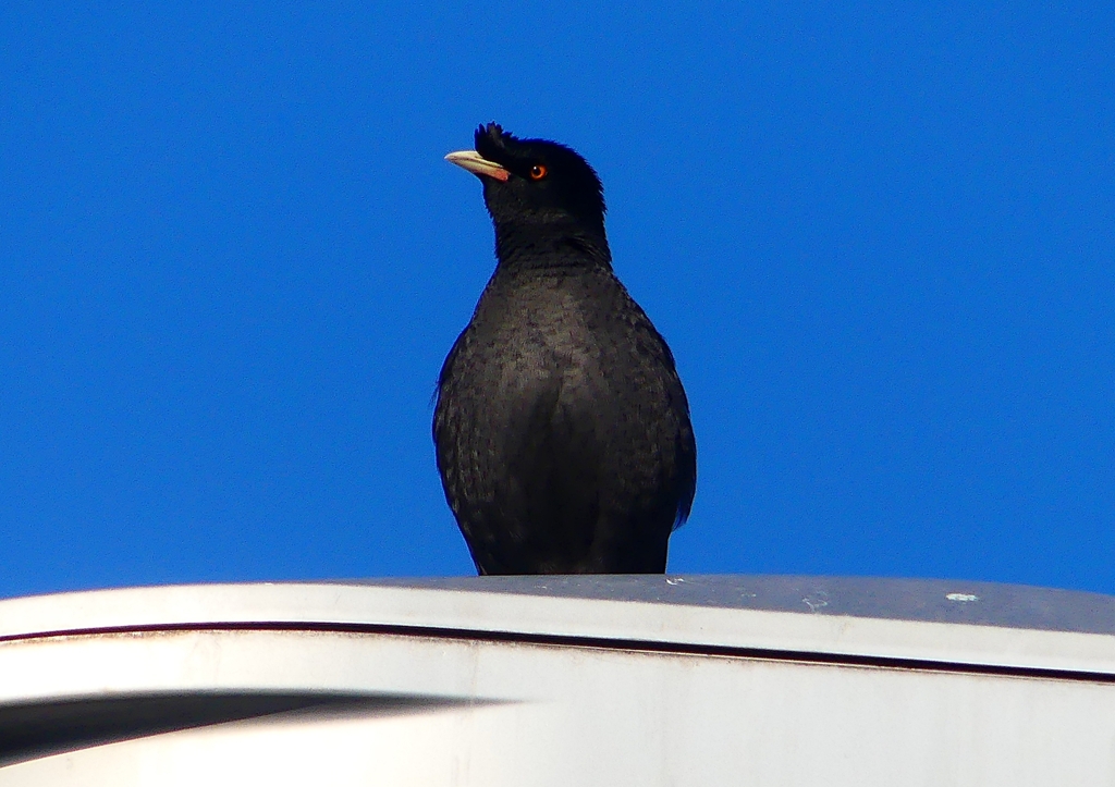 P1920425：ハッカチョウ_R