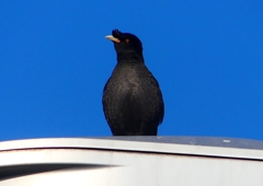 P1920425：ハッカチョウ_R
