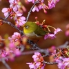 P4770394：メジロ＜河津桜＞_R