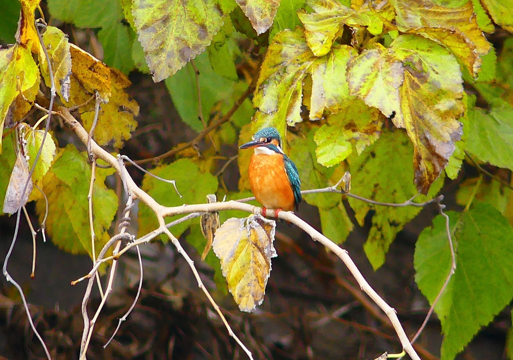 P4560833：カワセミ（メス）_R