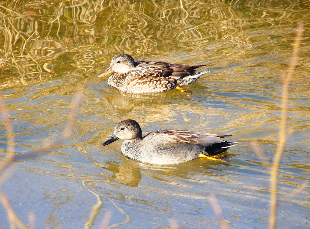 P4720744：オカヨシガモ_R