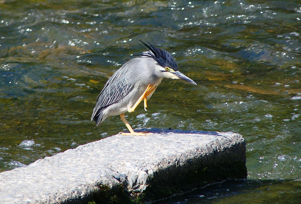 P1020296：ササゴイ_R