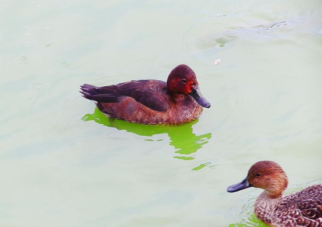 P1340861：ホシハジロ交雑種