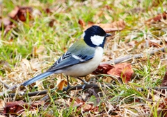 P1750936：シジュウカラ_R