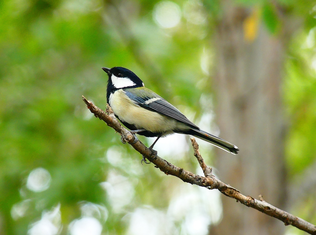 P4380644：シジュウカラ_R