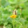 P1230679：キアゲハ_R