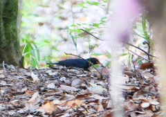 P1940548：クロツグミ（オス）_R