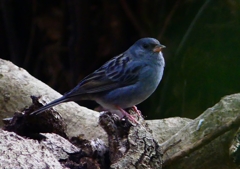 P1750648：クロジ_R