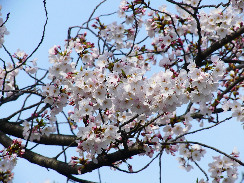 P4870376：背割堤の桜_R