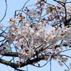 P4870376：背割堤の桜_R