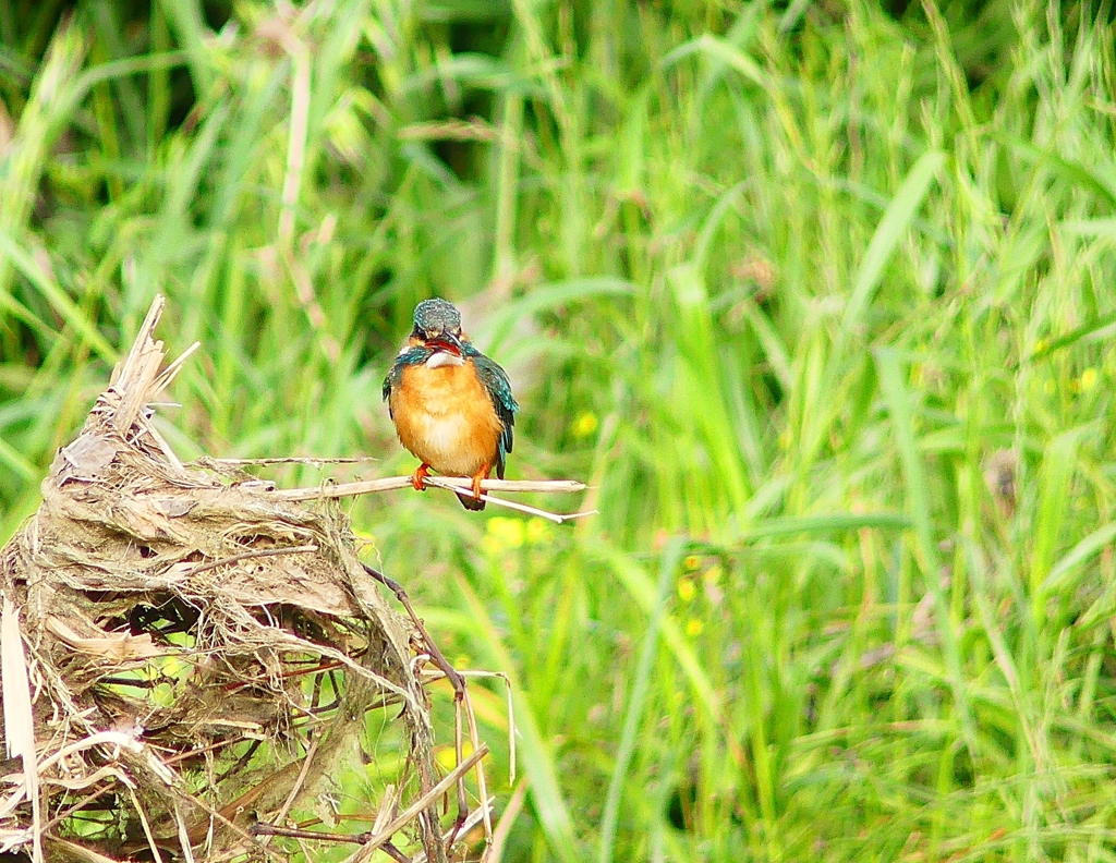 P4090180：カワセミ（メス）_R