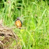 P4090180：カワセミ（メス）_R