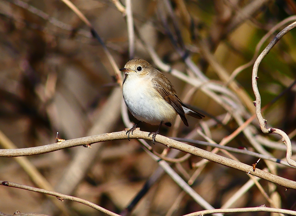 P4620506：ニシオジロビタキ_R