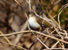 P4620506：ニシオジロビタキ_R