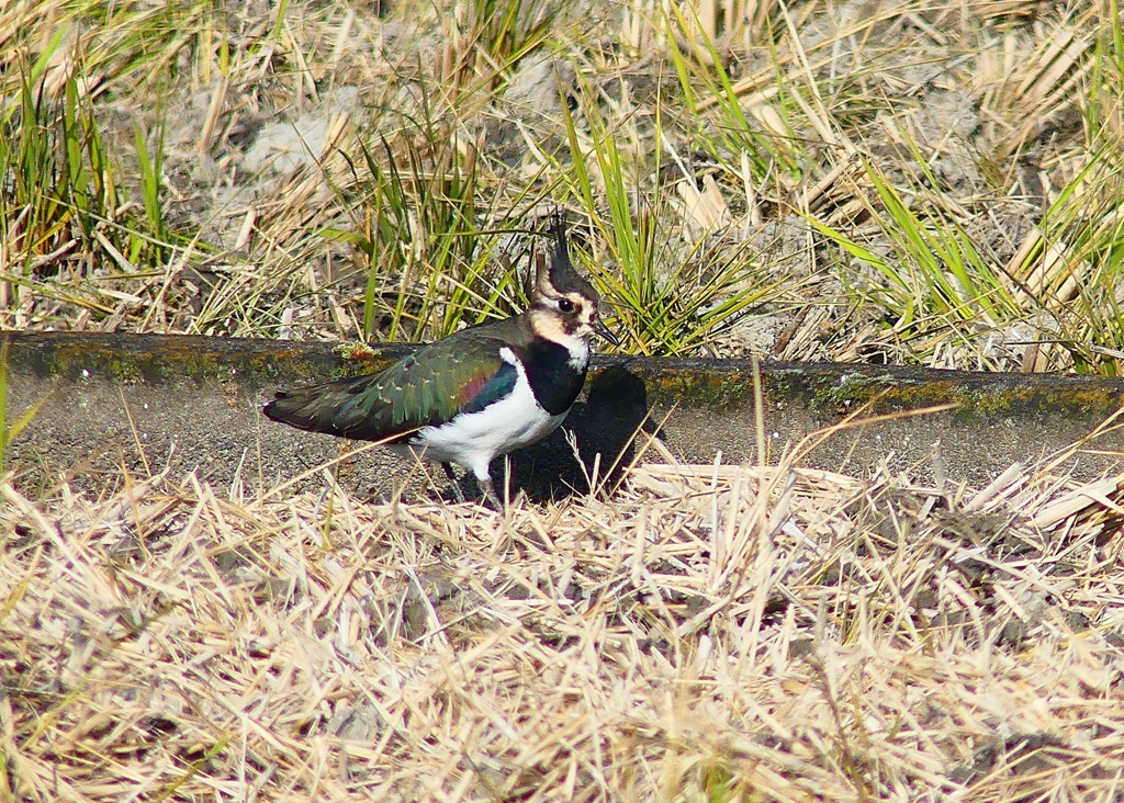 P4540501：タゲリ_R