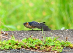 P1030607：コシアカツバメ（幼鳥）_R