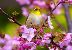 P1870075：河津桜にメジロ_R