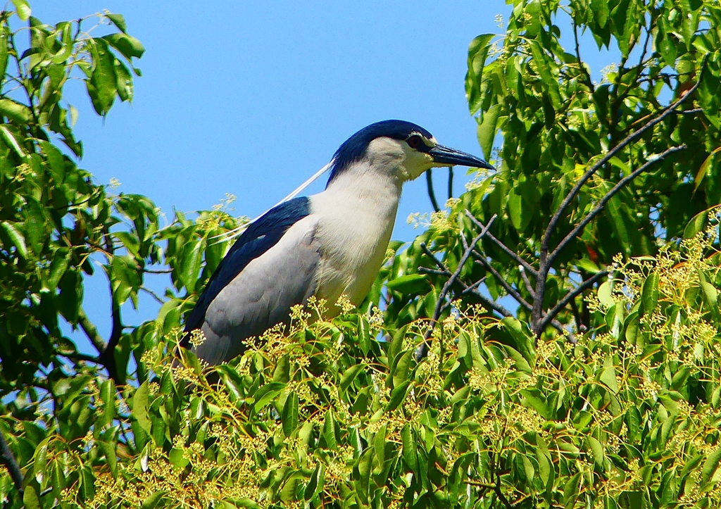 P2010555：ゴイサギ_R