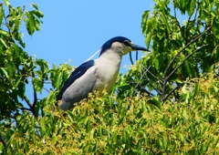 P2010555：ゴイサギ_R