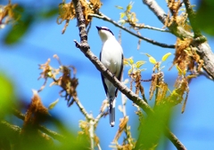 P1960020：サンショウクイ_R