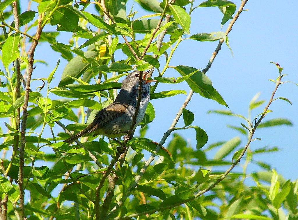 P4110032：ウグイス_R