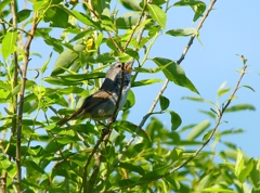 P4110032：ウグイス_R