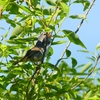 P4110032：ウグイス_R