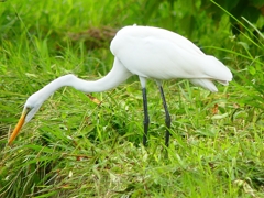P4300251：ダイサギ_R