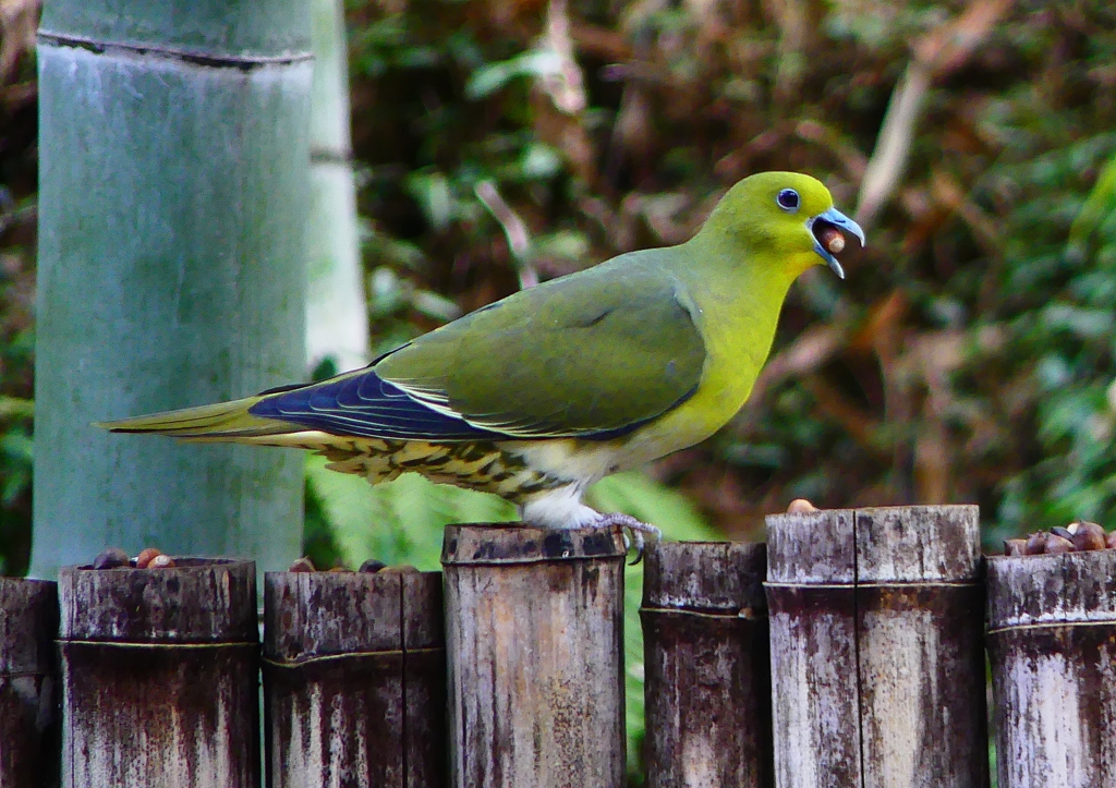 P1860175：アオバト_R