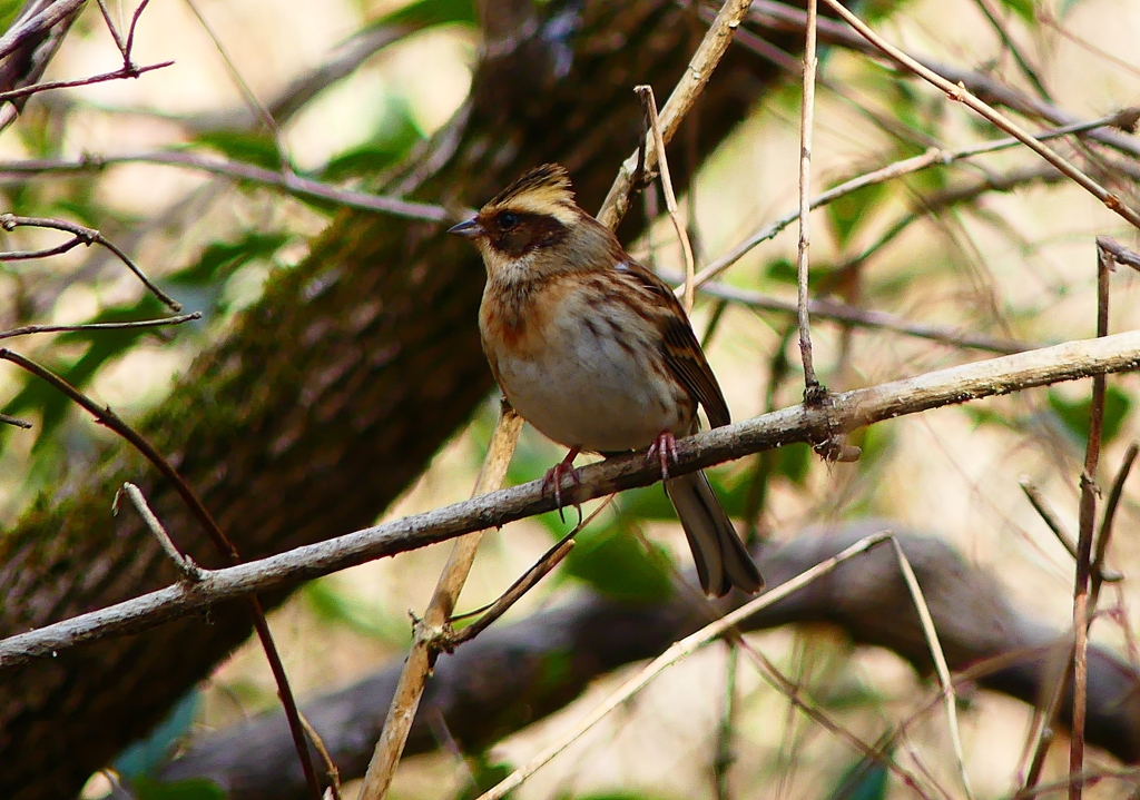 P4750130：ミヤマホオジロ（メス）_R