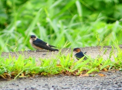 P1030593：コシアカツバメ（幼鳥）_R