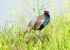 P2000044：キジ（オス）_R