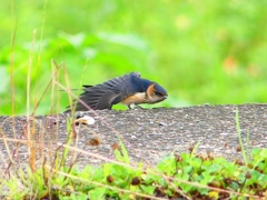 P1030652：コシアカツバメ（幼鳥）_R