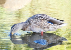 P1220155：マガモ_R