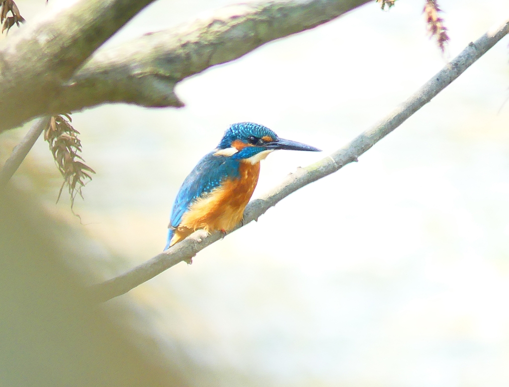 P4410395：カワセミ（オス）_R