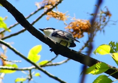 P1960004：サンショウクイ_R
