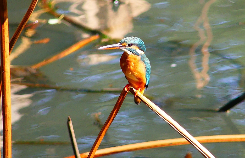 P4460403：カワセミ_R