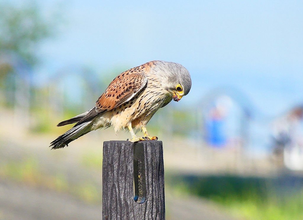 P4970563：チョウゲンボウ_R