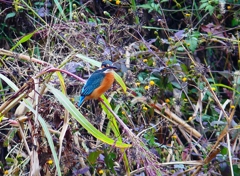 P4570011：カワセミ（メス）_R