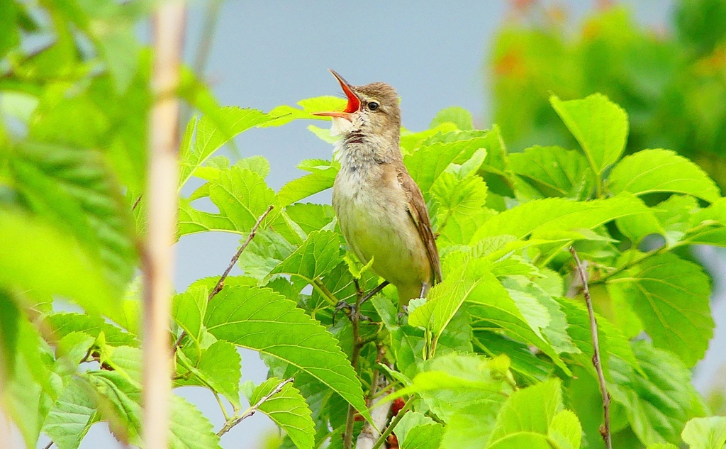 P4980766：オオヨシキリ_R